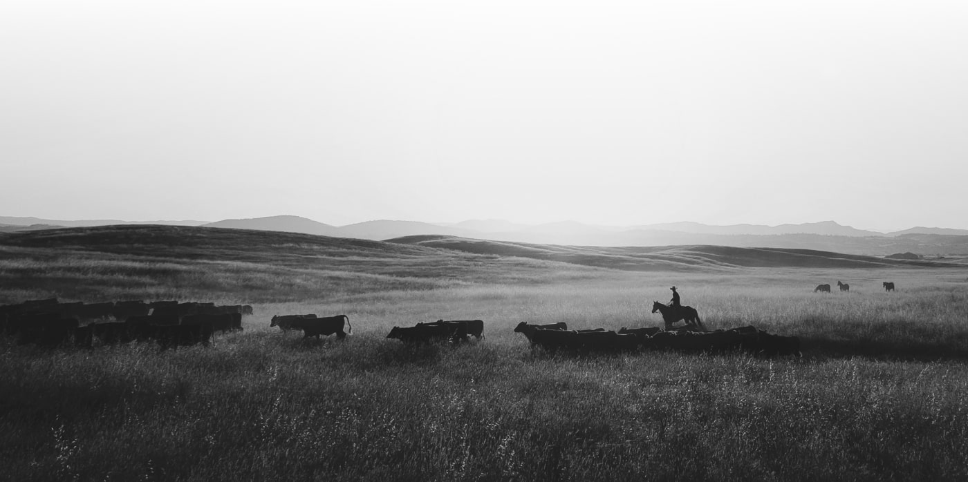 Cattle being hearded on a ranch