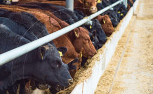 Cattle eating food on a ranch