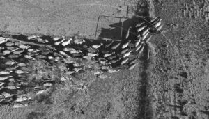 Cattle from birdseye view
