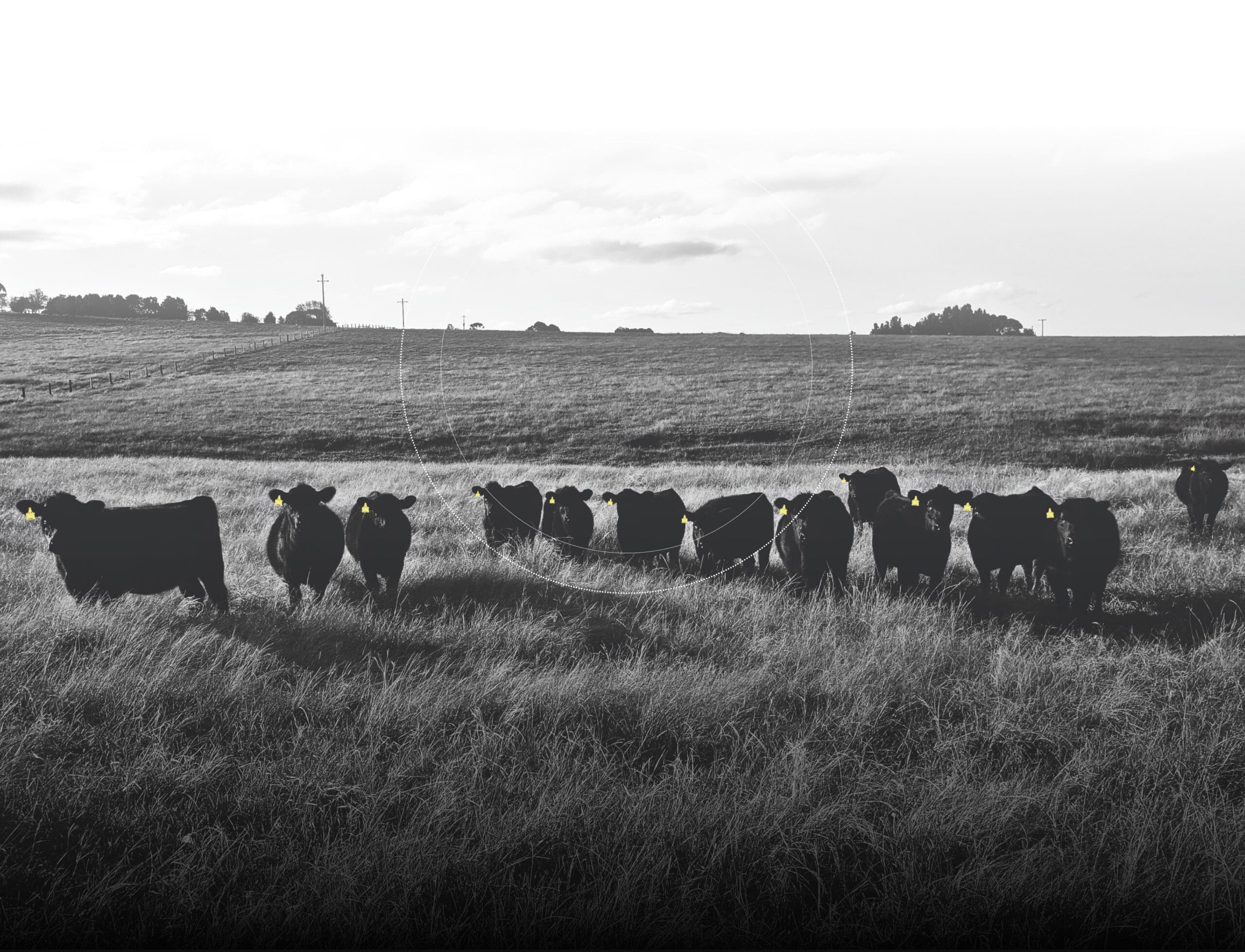 Cattle in ranch field with RFID tags
