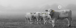 Cattle on a ranch outside on a cloudy day
