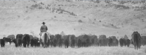 Cattle rancher on a mountain