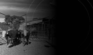 Cattle walking on a ranch