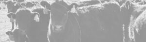 Cows with RFID tag in ear on a ranch
