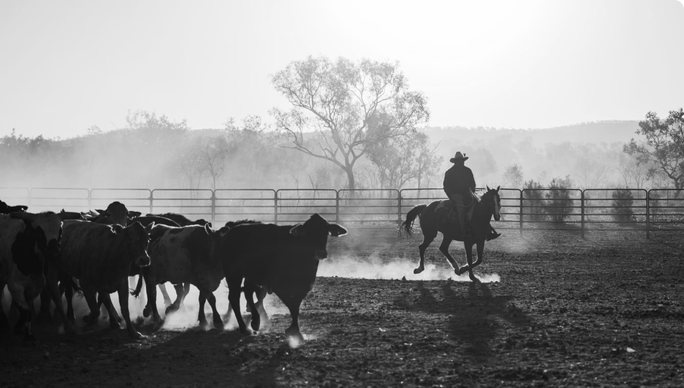 Rancher hearding cattle on a horse