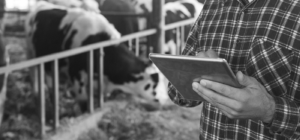 Rancher using ipad to manage cattle