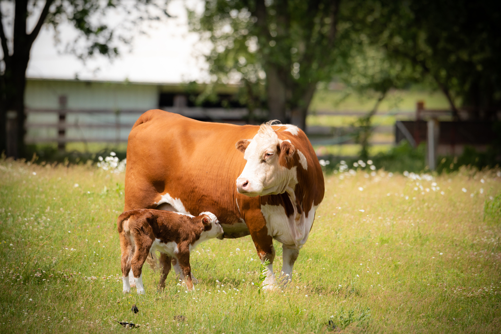 A beef cow with days old calf on a green grass meadow