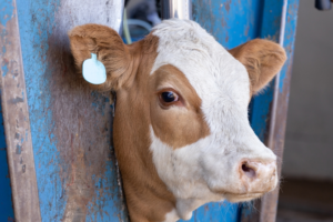 A calf in a neck clamp during processing at a feedlot
