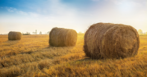 Bales of hay to feed cattle in winter