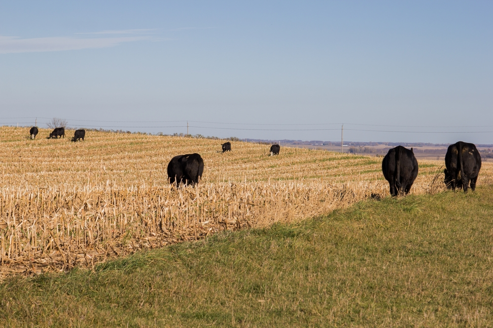 Black Angus cows grazing on cornstalks