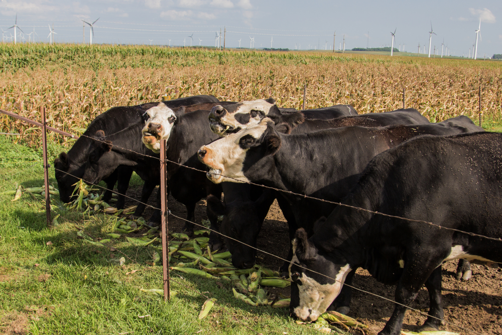Black cows standing by a fence eating ears of sweet corn