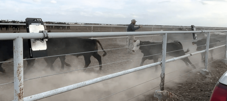 Cattle being hearded on ranch by cowboy using HerdX technology