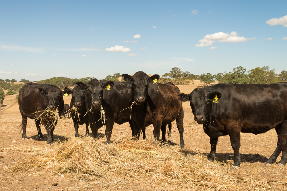 What are Beef and Dairy Cattle Fed?