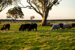 Close up of Beef bulls, cows and calves grazing on grass in a field