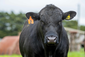 Close-up of Stud Beef bull