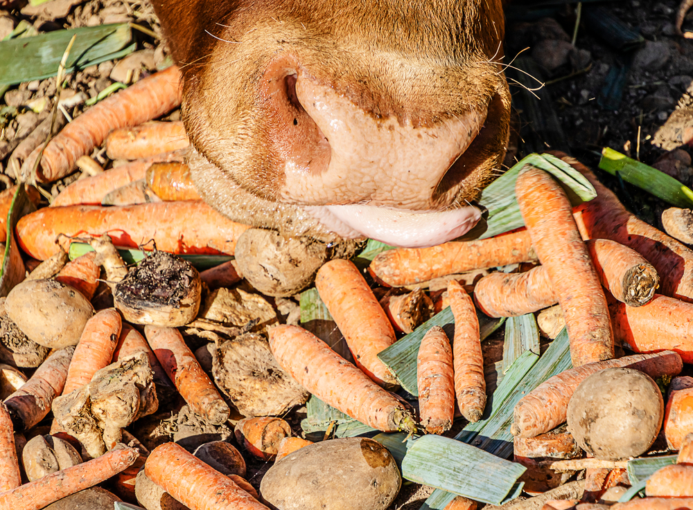 Cow eating fresh carrots, leeks, and potatoes in a stable