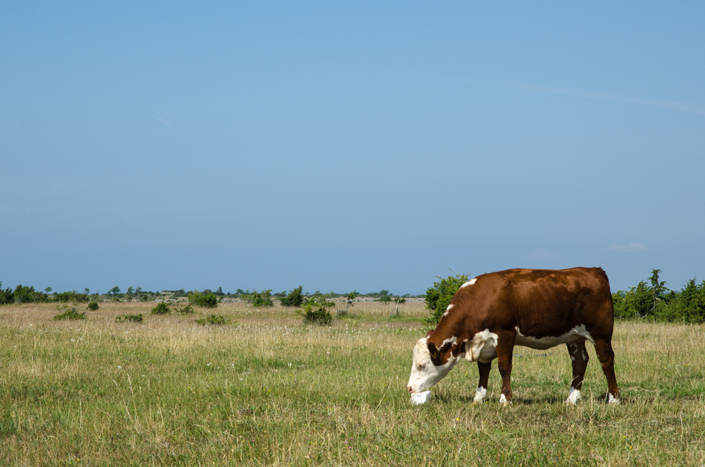 Cow licks on a block of salt in a green plain pasture land