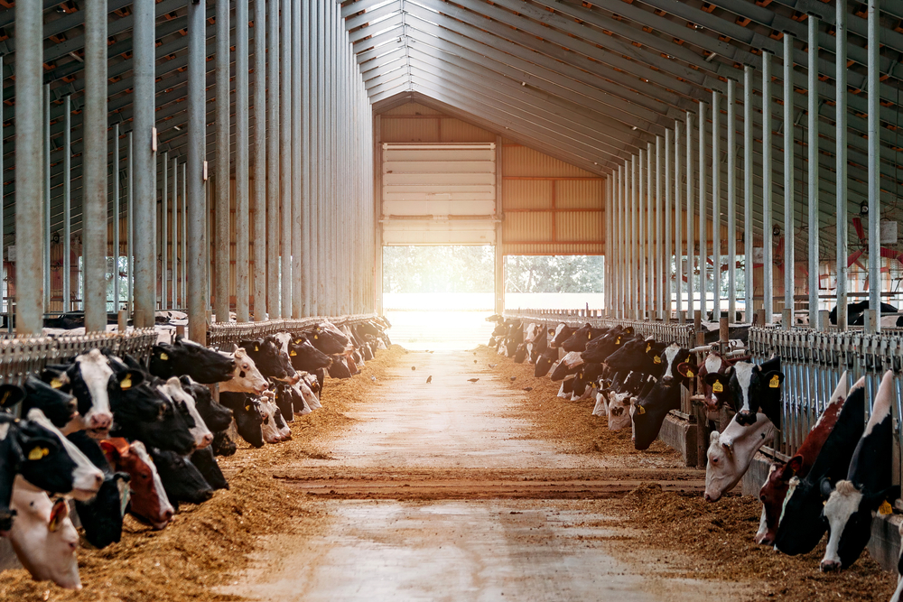 Dairy cows in a modern free livestock stall