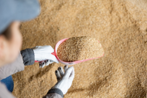 Farmworker checking the quality of the grain for feeding cattle
