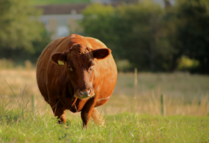 Fat brown cow standing on the meadow