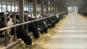 Good bunk management in dairy farm