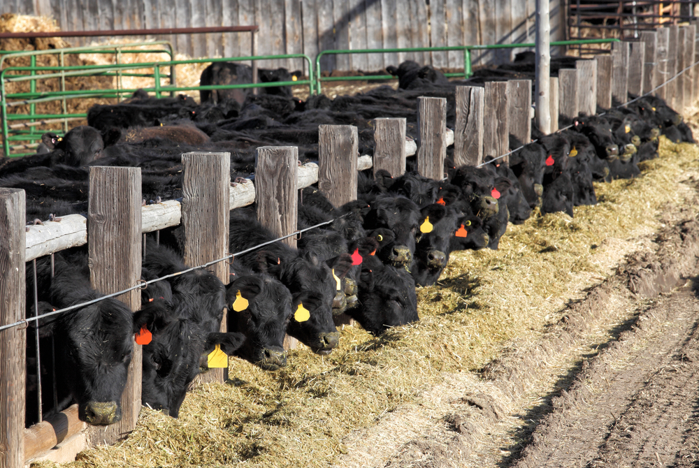 Group of Black Angus cows at feedlot eating hay.