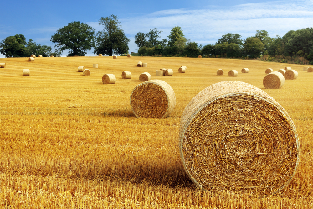Hay bail harvesting in a golden field landscape