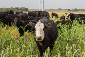 Herd of cows grazing on a field of sorghum-sudangrass