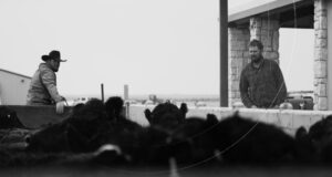 Ranchers monitoring cattle