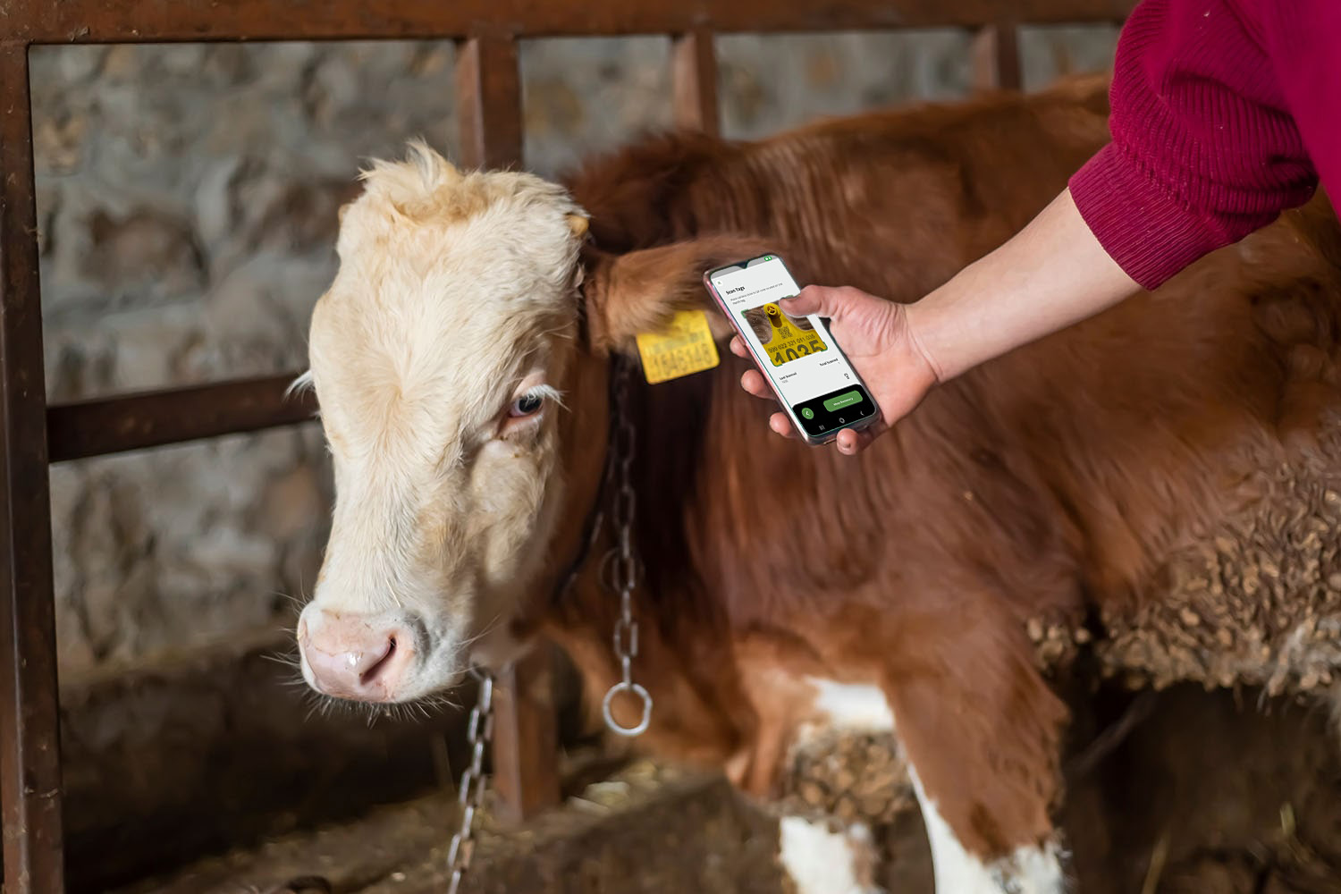 Smart Agritech livestock farming Hands using a smartphone and statistics from ear tag on a smartphone app in a modern barn