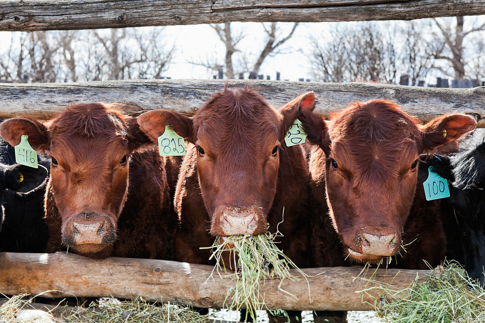 Three brown cows in a row, eating hay in early spring
