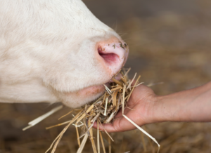 Young farmer feeding cow in the cowshed in dairy farm