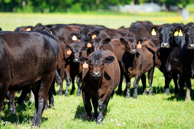 What are the Nutritional Requirements for Beef Cattle?