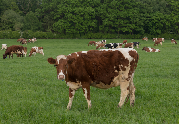 Ayrshire Cattle Grazing in a Field