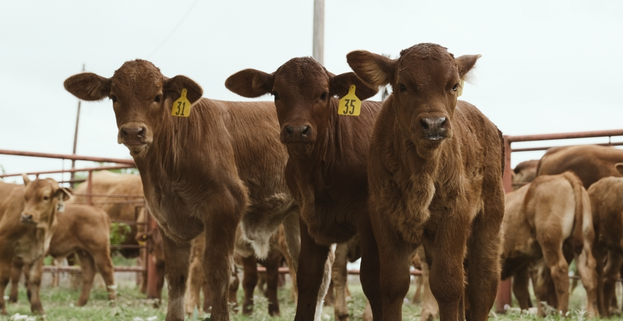 Beefmaster calves closeup on Texas beef cow ranch