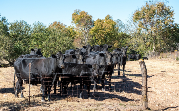 What Are The Different Types of Beef Cattle Breeds in the US?