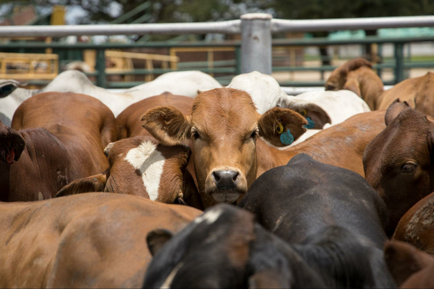 What is an RFID Tag for Cattle