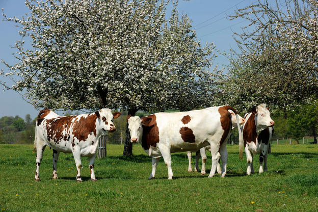 Normande Dairy Cows
