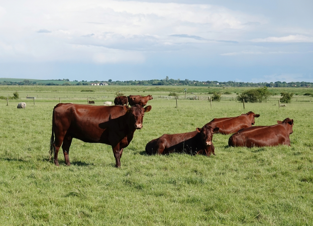 Red Angus cows in a field
