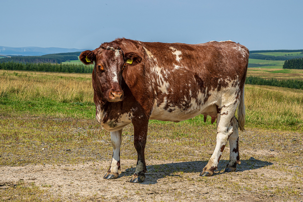 Shorthorn cow (Bos taurus taurus) with earmarks standing on a pasture