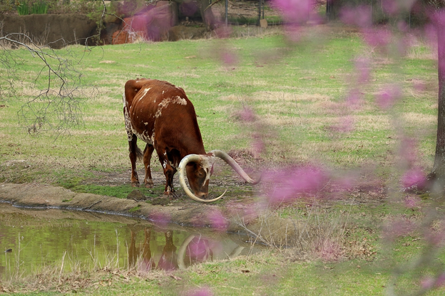 Texas longhorn cow grazing with spring blossoms