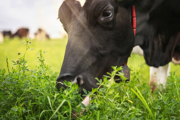 Why can’t cows eat clover? Is it dangerous for cows?