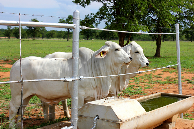 Two white Brahman cows stand next to a water trough at a cattle ranch