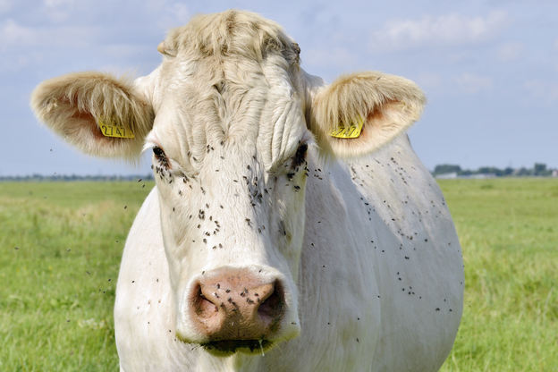 cow standing in green summer field