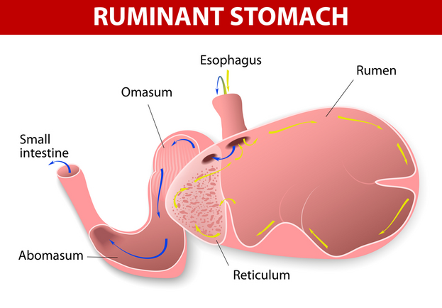 he ruminant species have one stomach that is divided into four compartments: rumen, reticulum, omasum and abomasum.