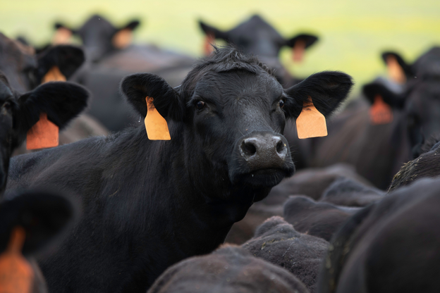 tightly packed herd of other Angus cattle