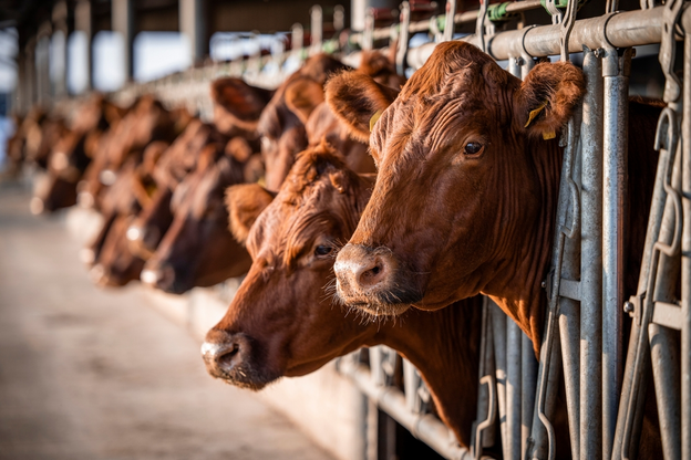 Diversifying Income Streams for Beef Cattle Farmers