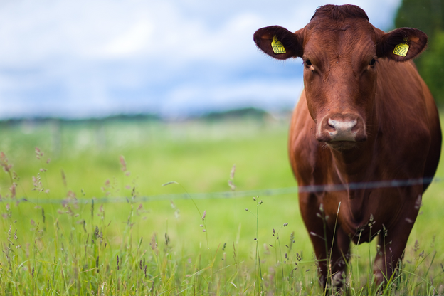 Understanding and Managing Stress in Beef Cattle for Optimal Health and Production