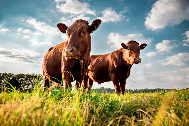 Maximizing Beef Cattle Production Efficiency with Technology: A Comprehensive Guide