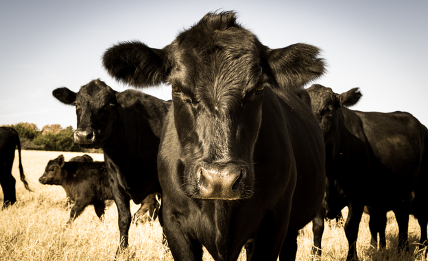 Black Angus cattle in a field